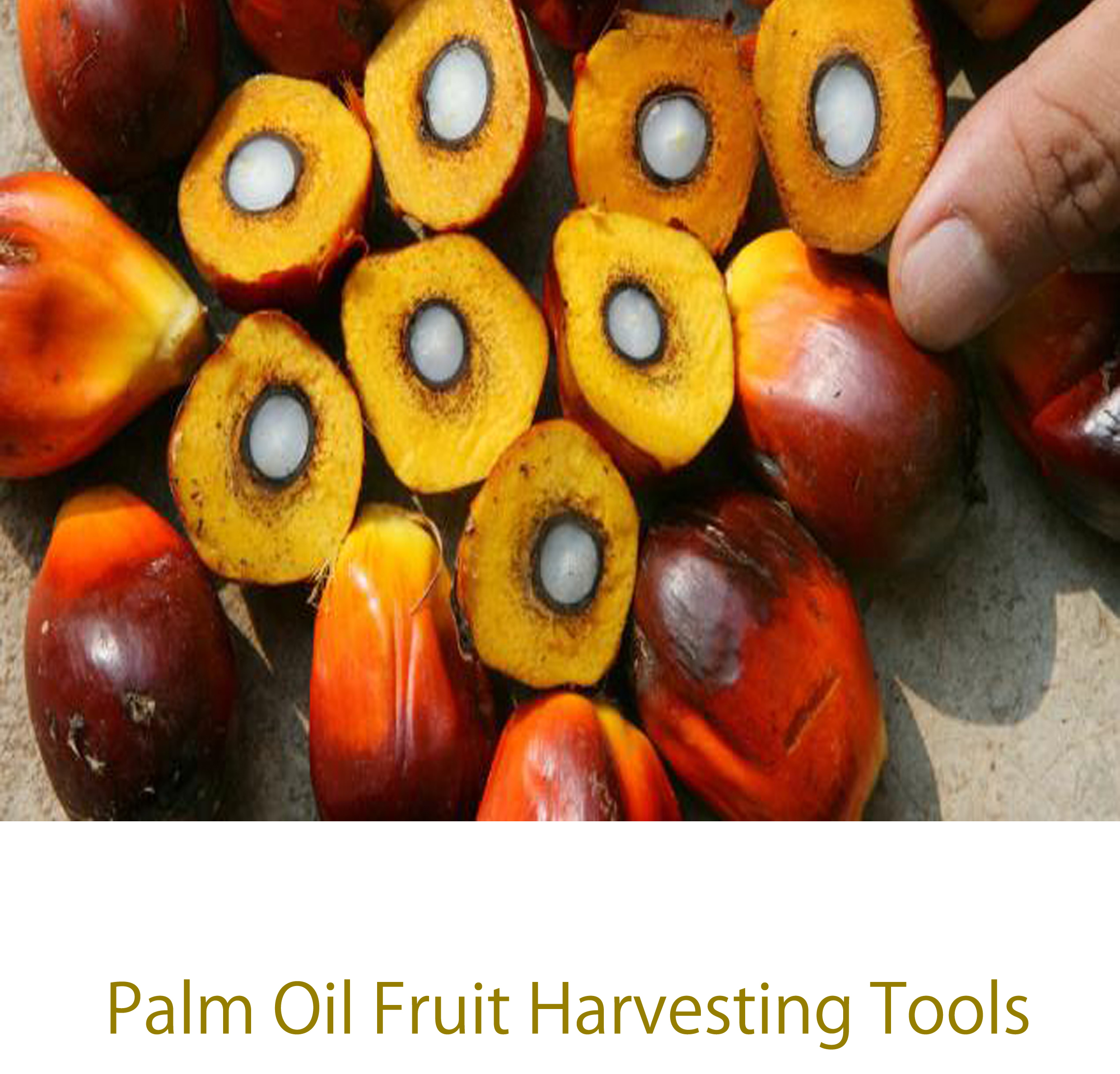 Palm Oil Harvesting Tools