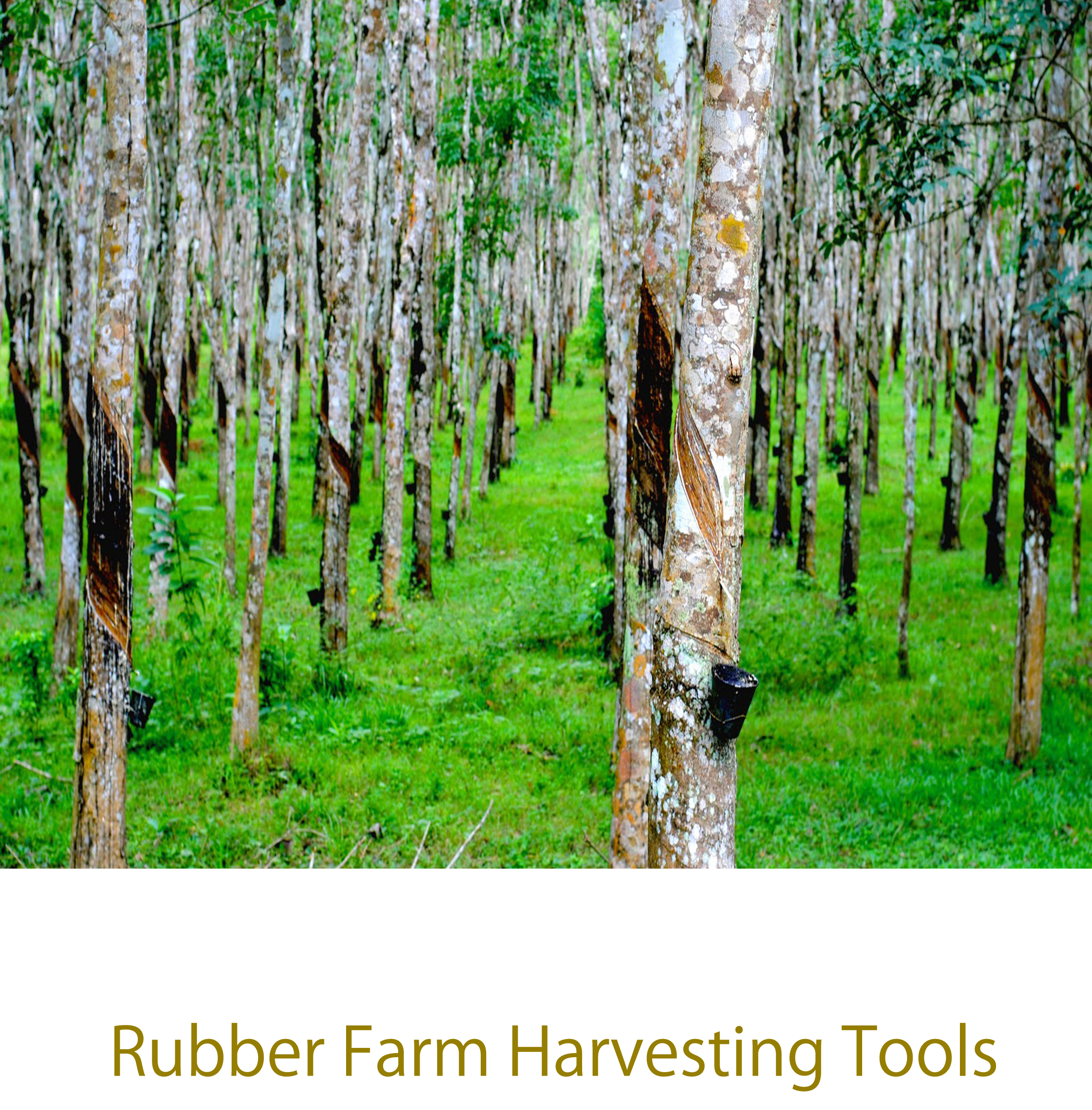 Rubber Farm Harvesting Tools